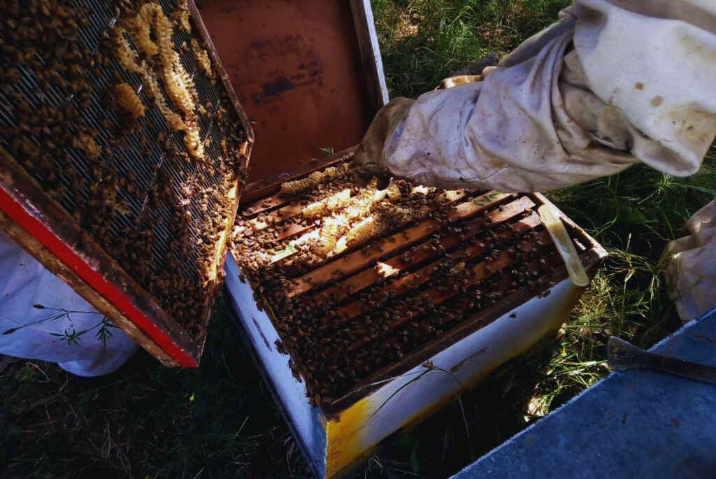 Colmenas, Apicultura, Abejas