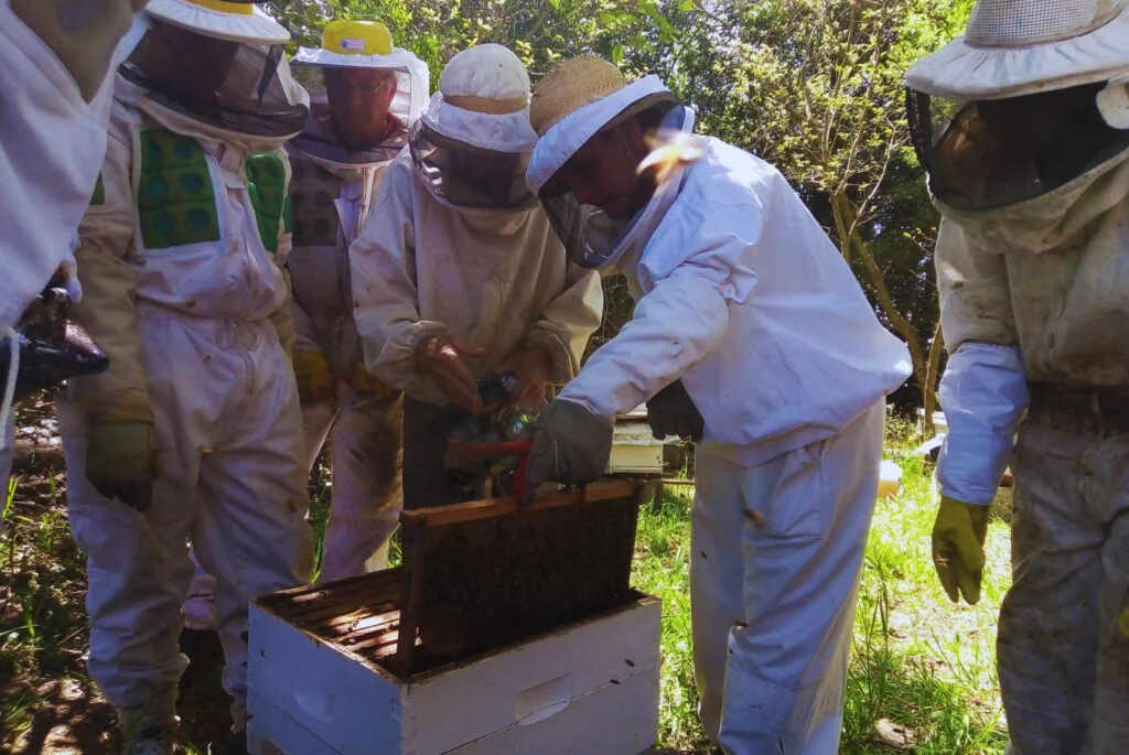 Colmenas, Apicultura