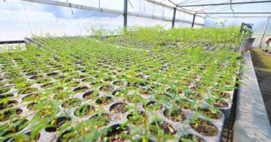 Córdoba, Gen Nativo