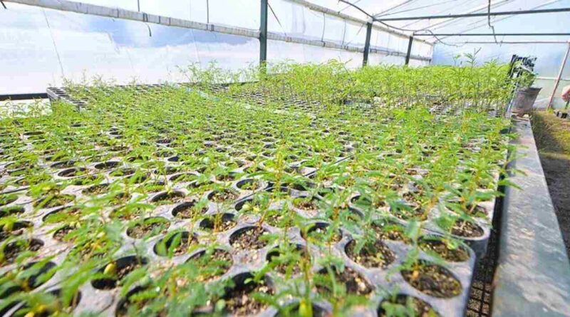 Córdoba, Gen Nativo