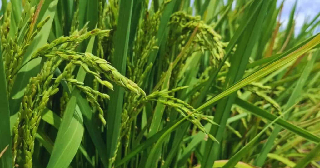 KIRA INTA, Arroz