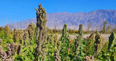 semillas, quinua, espacio