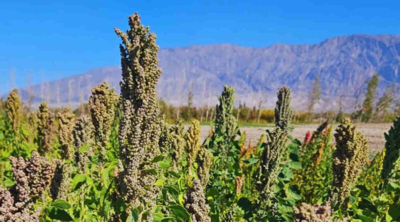 semillas, quinua, espacio