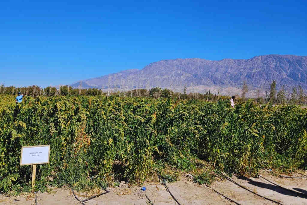 Semillas, quinua, INTA