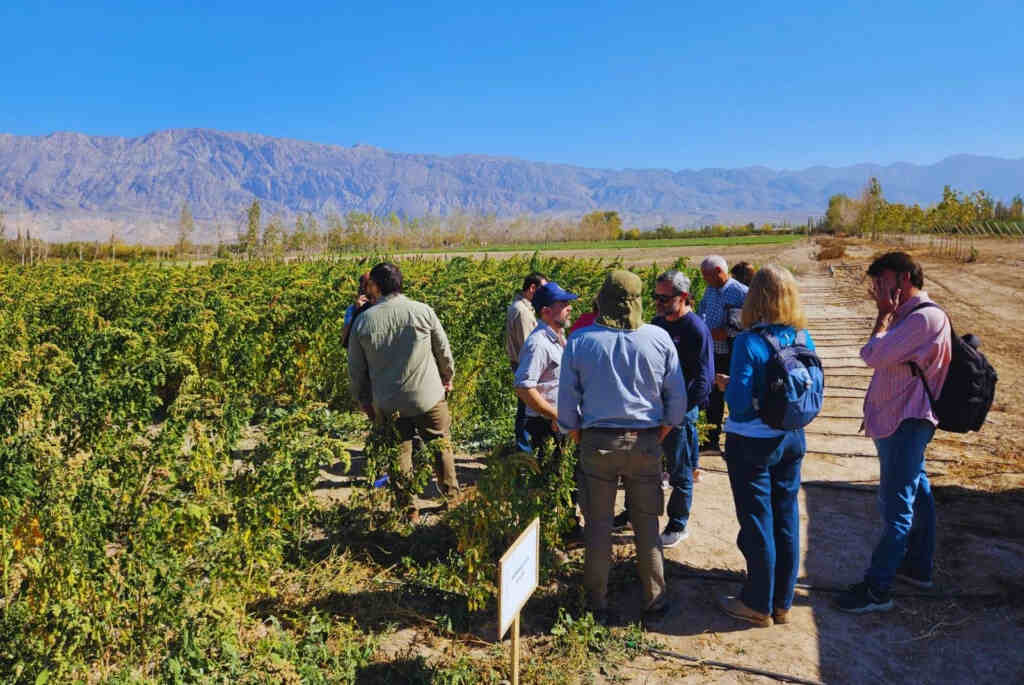 Semillas, quinua, INTA