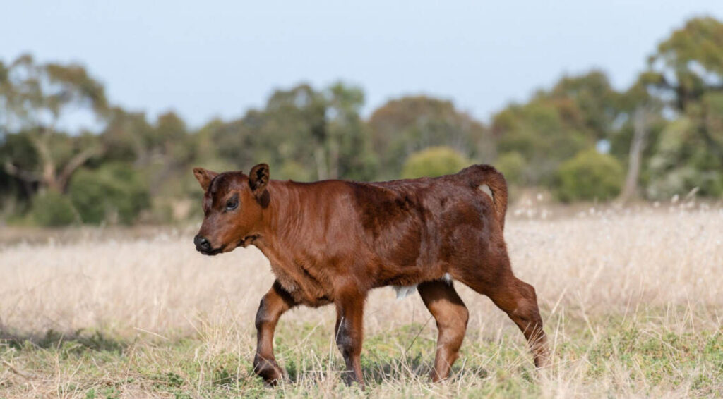 Ternero, fiebre aftosa