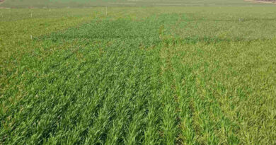 Agricultura, Campaña Agrícola