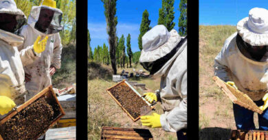 Apicultura, Mendoza
