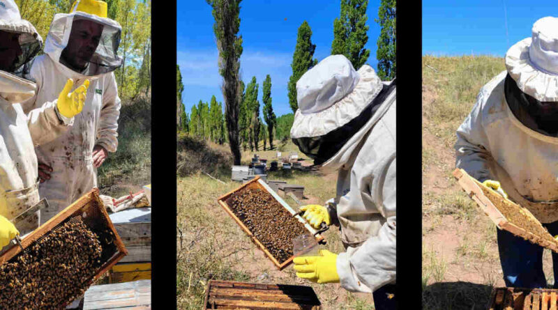 Apicultura, Mendoza