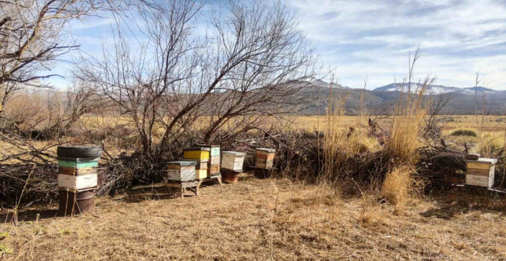 Apicultura, apícola