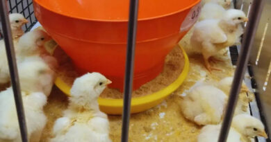 Producción avícola, aviar, pollo, aves