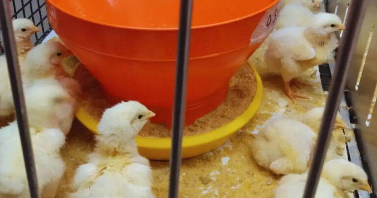 Producción avícola, aviar, pollo, aves