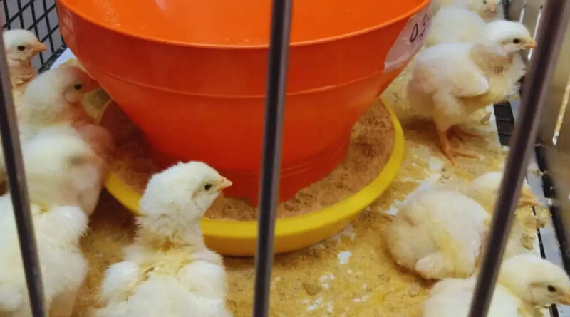 Producción avícola, aviar, pollo, aves