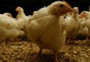 Influenza Aviar, sector avícola, avicultura, pollos