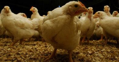 Influenza Aviar, sector avícola, avicultura, pollos