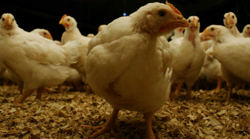 Influenza Aviar, sector avícola, avicultura, pollos