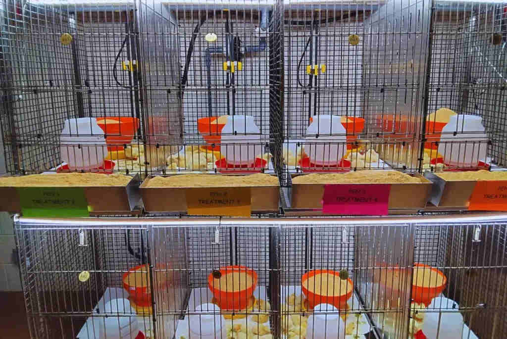 Producción Avícola, aves, aviar