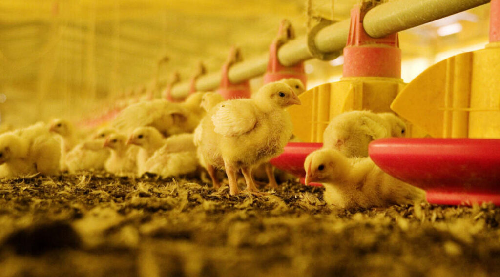 Influenza Aviar, Gripe Aviar, Avicultura, Pollos, sector avícola