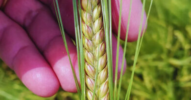 Cebada, Beatriz, INTA