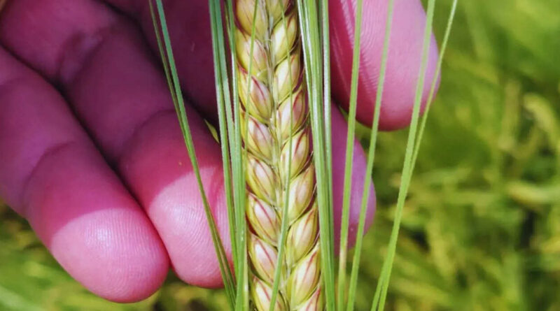 Cebada, Beatriz, INTA