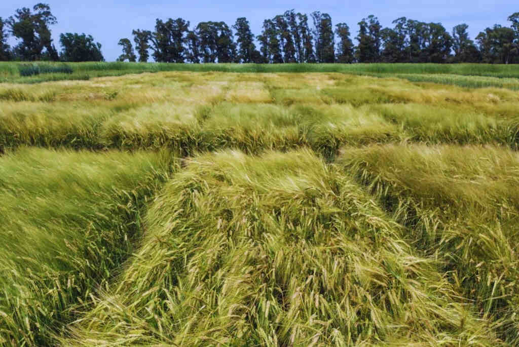 Cebada, INTA, Beatriz INTA