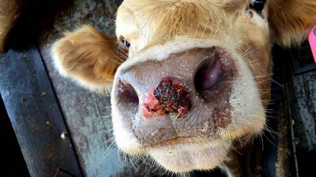 China, fiebre aftosa