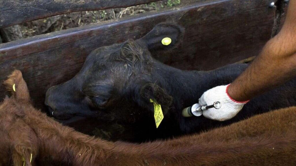 China, fiebre aftosa, ganadería