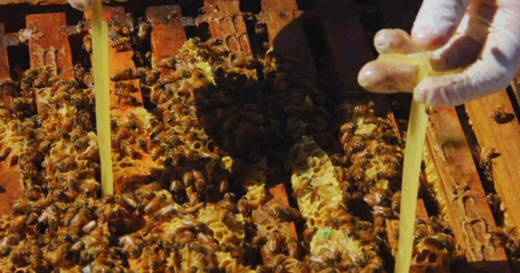 Colmenas, Apicultura, Apícola, miel, Abejas