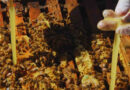 Colmenas, Apicultura, Apícola, miel, Abejas