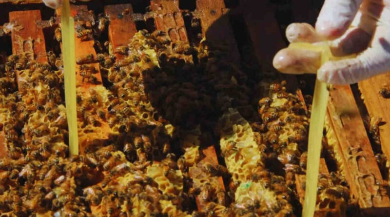 Colmenas, Apicultura, Apícola, miel, Abejas