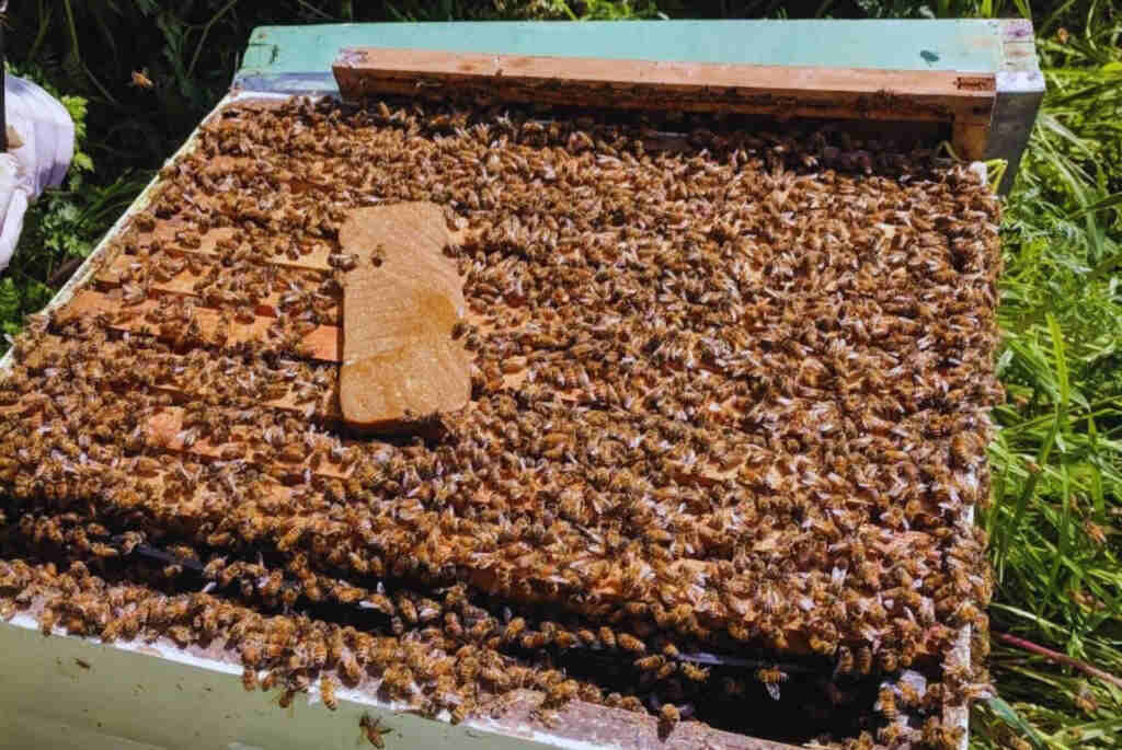 Colmenas, Abejas, Apícola, Apicultura, Miel