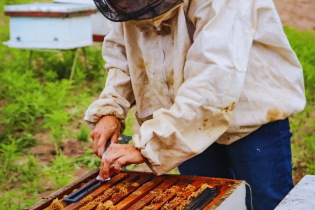 Colmenas, Abejas, Apicultura, Apícola, Miel