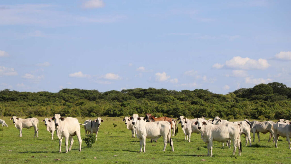 Ganadería, Colombia