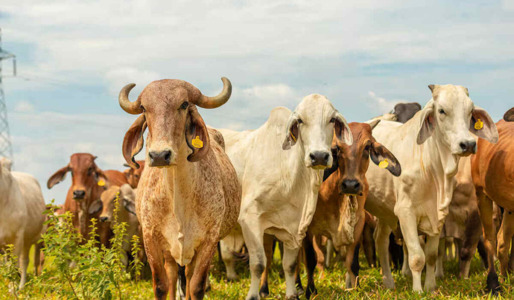 Ganadería, Colombia