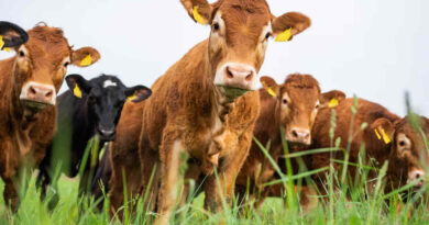 Ganadería, Colombia