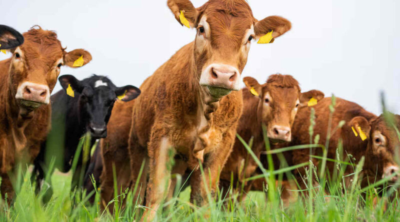 Ganadería, Colombia