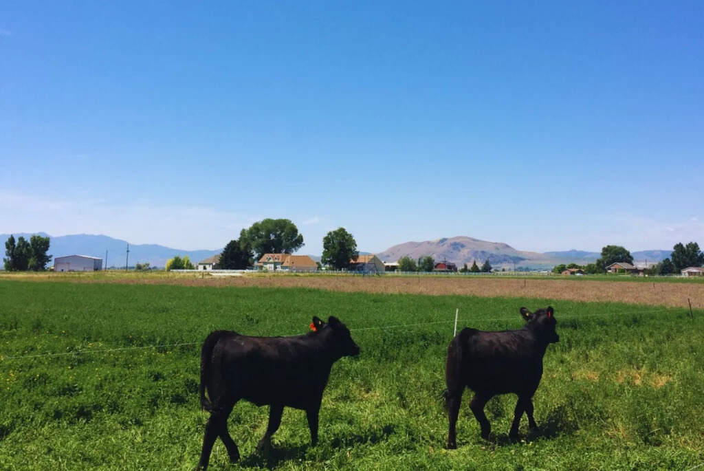 Ganadería, sistemas pastoriles, carne, forraje