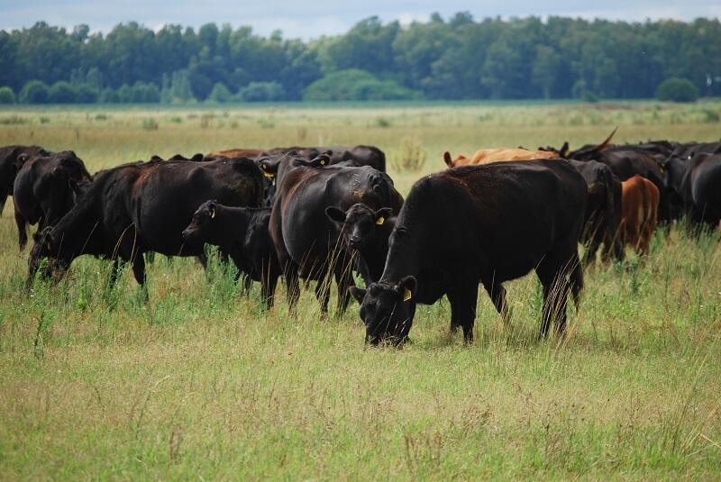 Ganadería, Naredo INviTA 2026