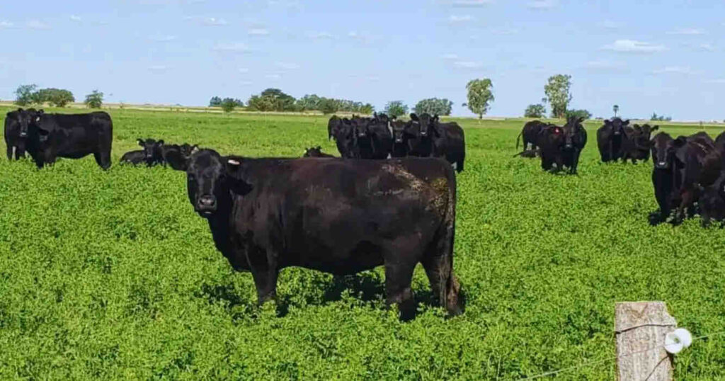Ganadería, carne pastoril