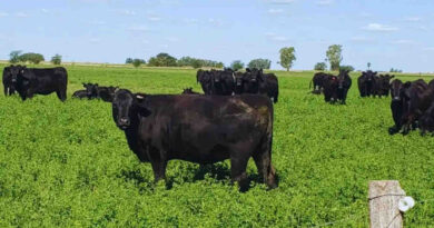 Ganadería, carne pastoril