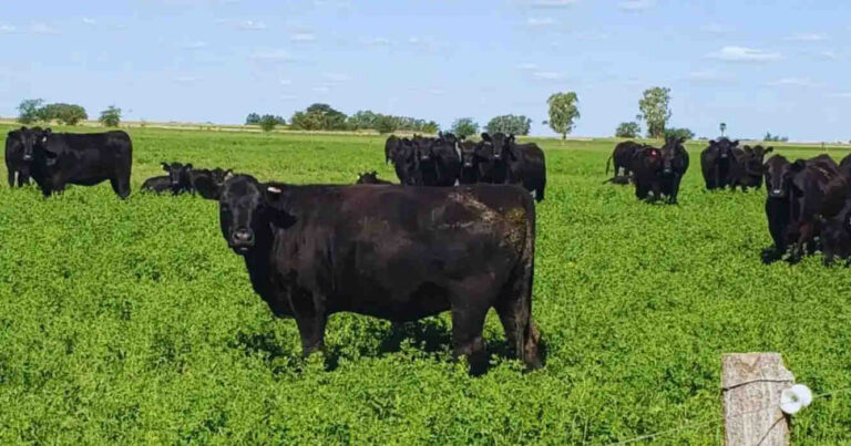 Ganadería, carne pastoril