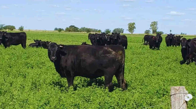Ganadería, carne pastoril
