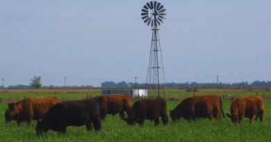 Ganadería, carne sistemas pastoriles, forraje