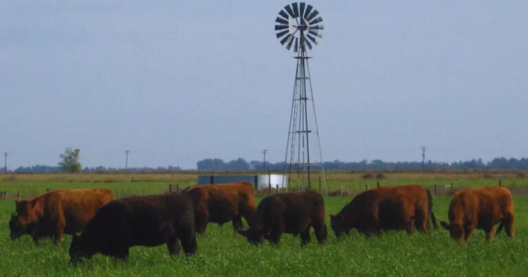 Ganadería, carne sistemas pastoriles, forraje