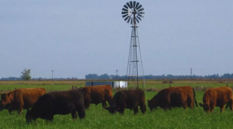 Ganadería, carne sistemas pastoriles, forraje