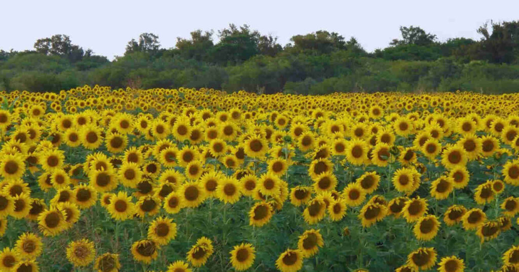 Girasol