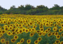 Girasol
