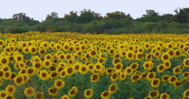 Girasol