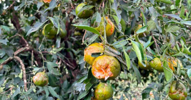 Granizo, fruta, Entre Ríos