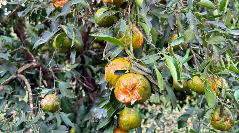 Granizo, fruta, Entre Ríos